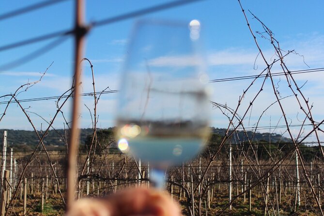 Horse Riding in the Vineyards of Grimaud Wine Tasting