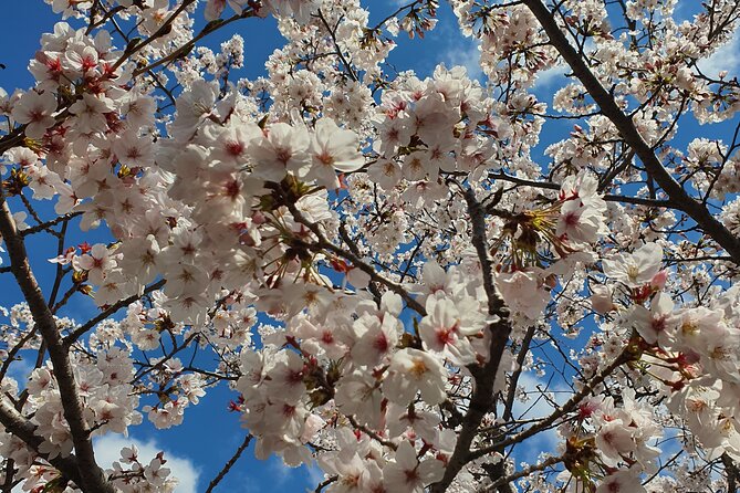 Jinhae Cherry Blossom Festival Tour