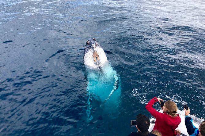 Kalbarri Whale Watching Tour Guided