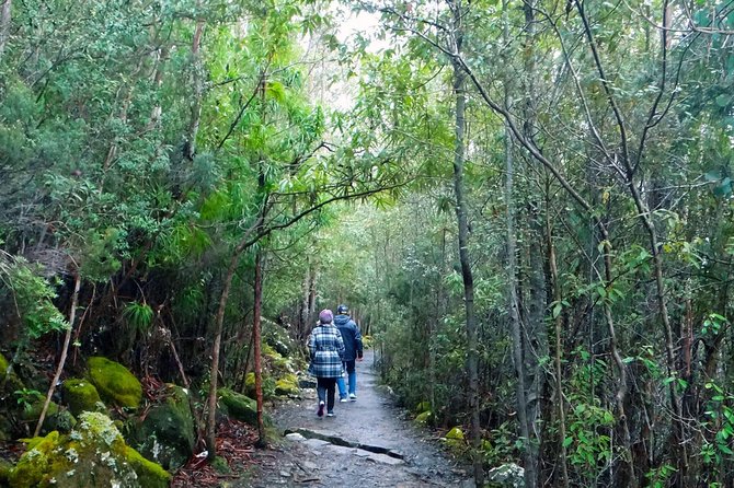 Kunanyi/Mt Wellington Explorer Bus – One Way Tour