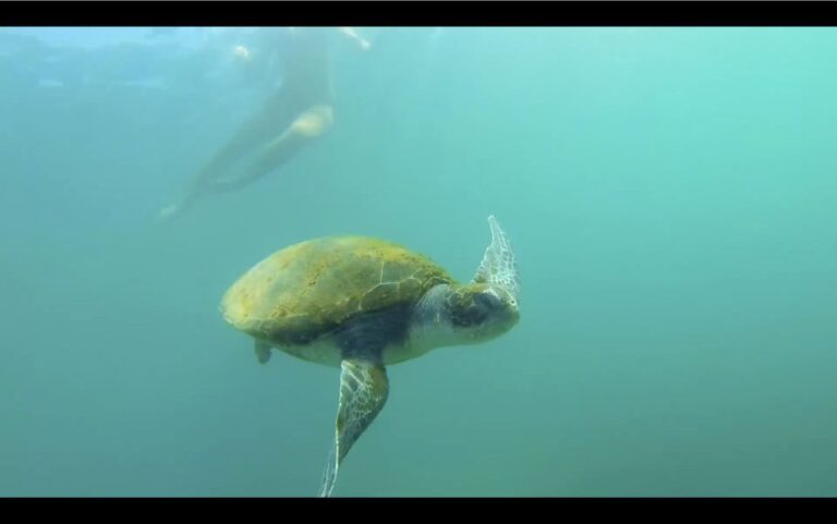 La Jolla: 2.5-Hour Kayak and Snorkel Tour