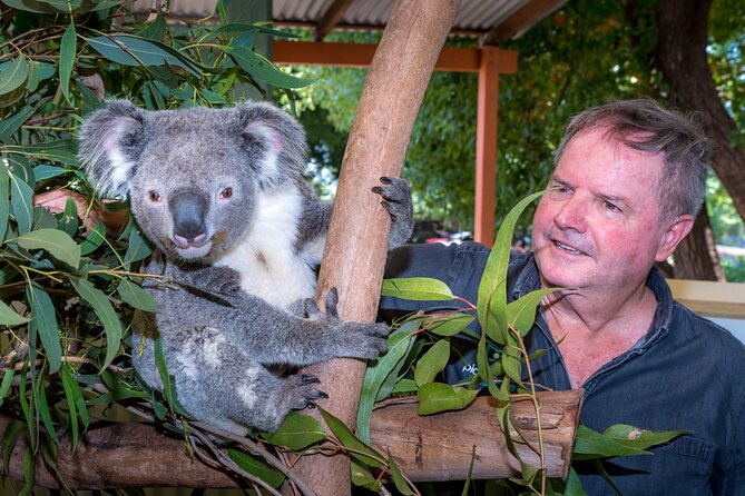 Late Start Blue Mountains Nature, Waterfalls, Koalas Small Group