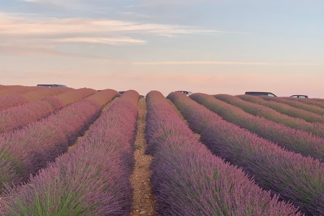 Lavender Fields Visit With Private Transportation  - Marseille - Lavender Fields in Provence