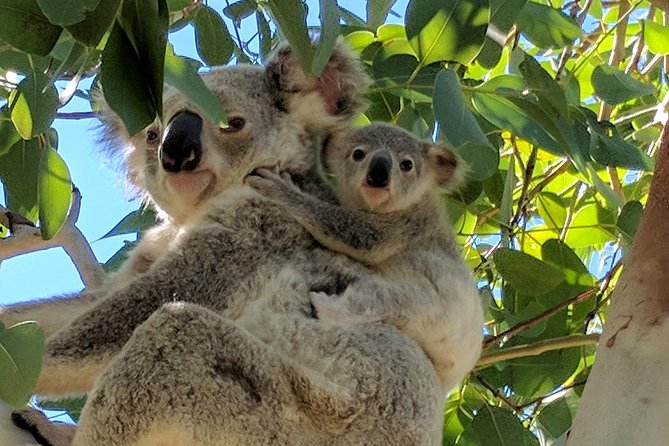 Magnetic Island Tour: Maggie Comprehensive