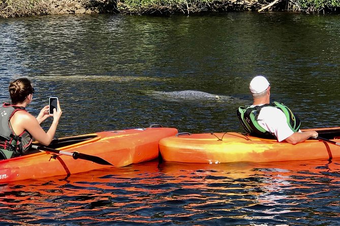 Manatees and Mangrove Tunnels Small Group Kayak Tour