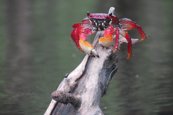 Mangrove, Beaches and Islands by Kayak Tour