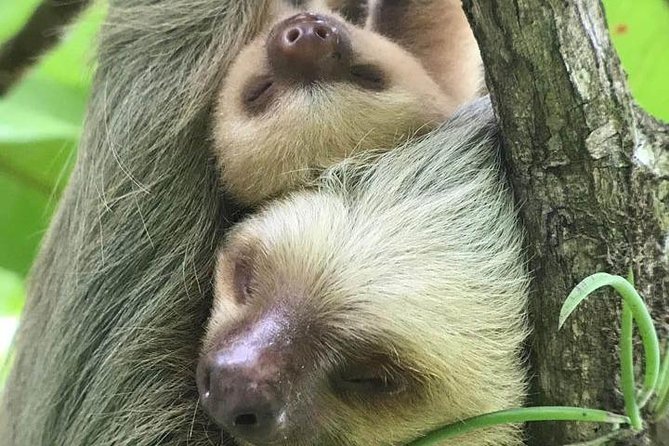 Manuel Antonio National Park Guided Tour