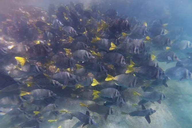 Marietas Islands Eco Discovery Snorkeling Adventure - Tour Details