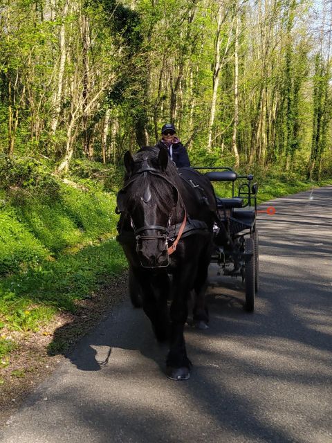 MENTHEVILLE : Horse-Drawn Carriage Ride in the Countryside