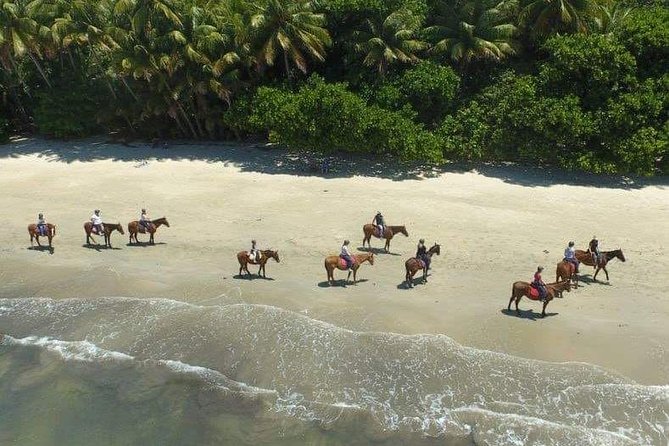 Mid-Morning Beach Horse Ride in Cape Tribulation