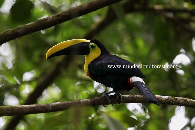 Mindo Cloud Forest Private Customized Nature and Culture Tour  – Quito