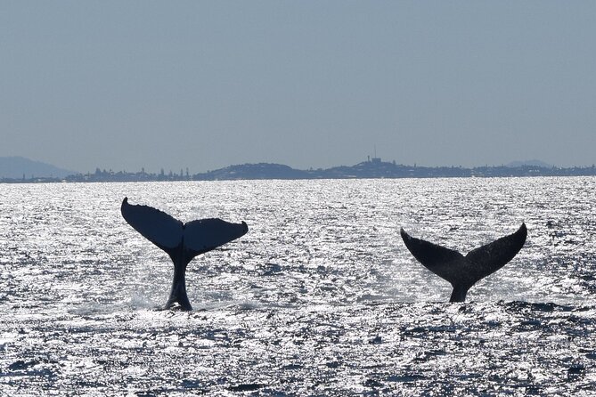 Mooloolaba Whale Watching Cruise