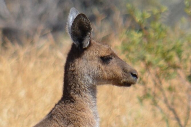 Morning Cruise on the Murchison River in Kalbarri (April to Nov)