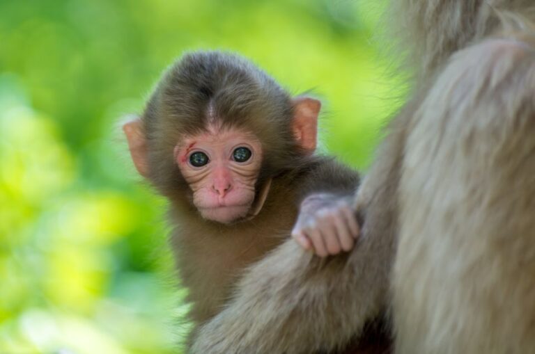 Nagano: 1-Day Snow Monkey & Cherry Blossom Tour in Spring