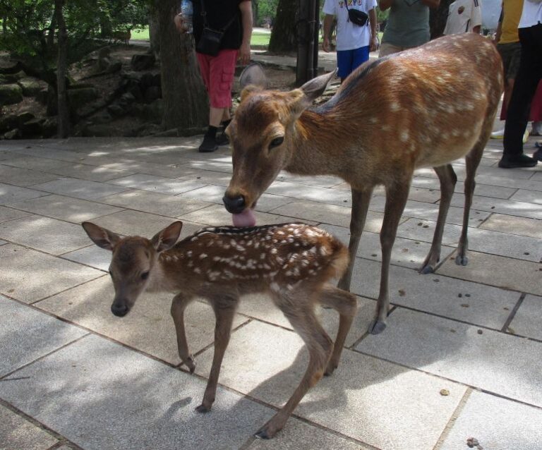 Nara: Giant Buddha, Free Deer in the Park (Italian Guide)