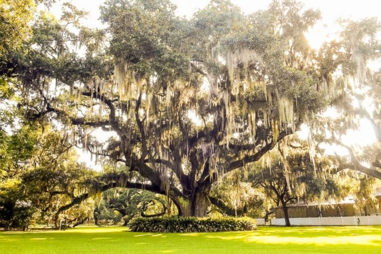 New Orleans: Destrehan Plantation & Swamp Combo