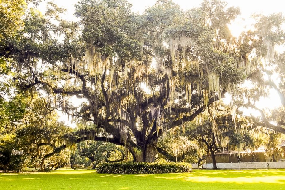 New Orleans: Destrehan Plantation & Swamp Combo - Activity Details