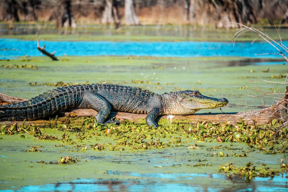 New Orleans: Single Plantation and Pontoon Swamp Day Trip - Experience Highlights