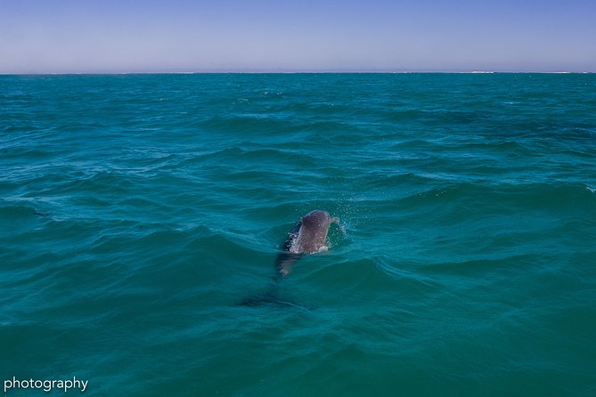 Ningaloo Immersion Private Charter