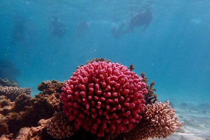 Ningaloo Reef Snorkel Adventure