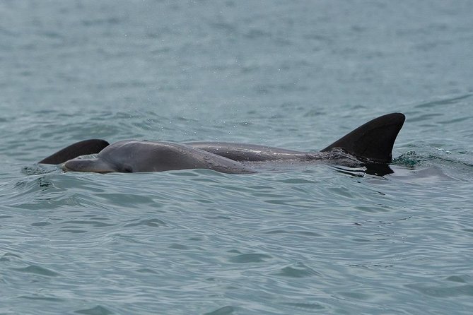 Noosa Oceanrider Scenic Dolphin Safari - Scenic Cruise Experience