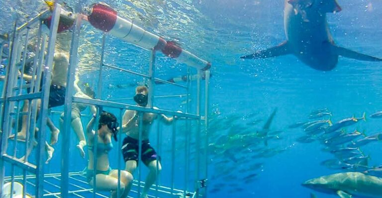 Oahu: Shark Cage Dive on the North Shore