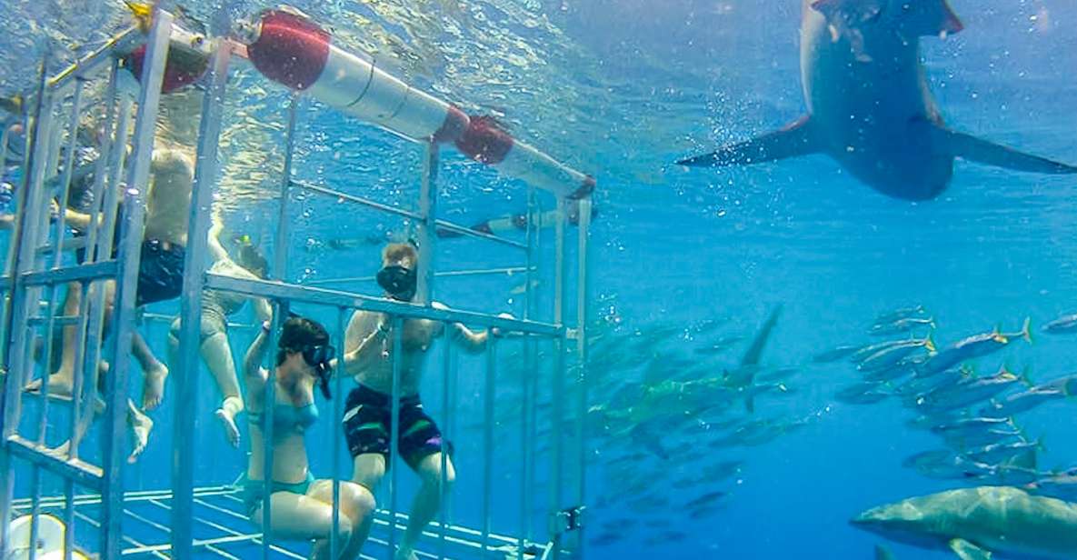 Oahu: Shark Cage Dive on the North Shore - Highlights and Inclusions