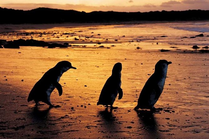 Phillip Island Penguin Parade, Brighton Bathing Boxes and Wildlife Park Tour - Tour Highlights and Inclusions