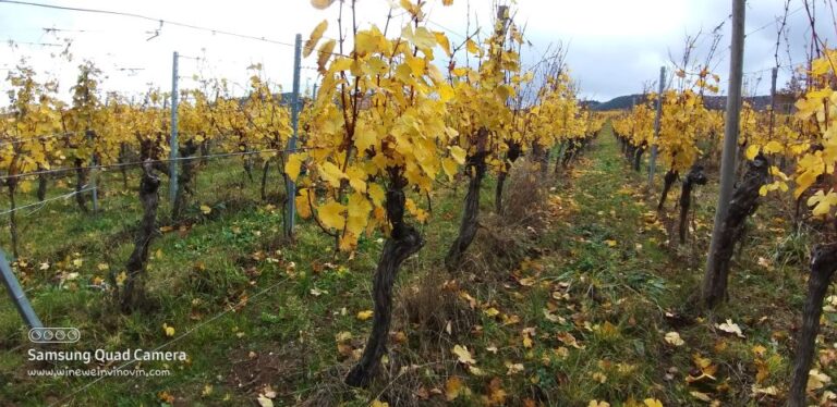 Pinot Noir in Baden-Württemberg.