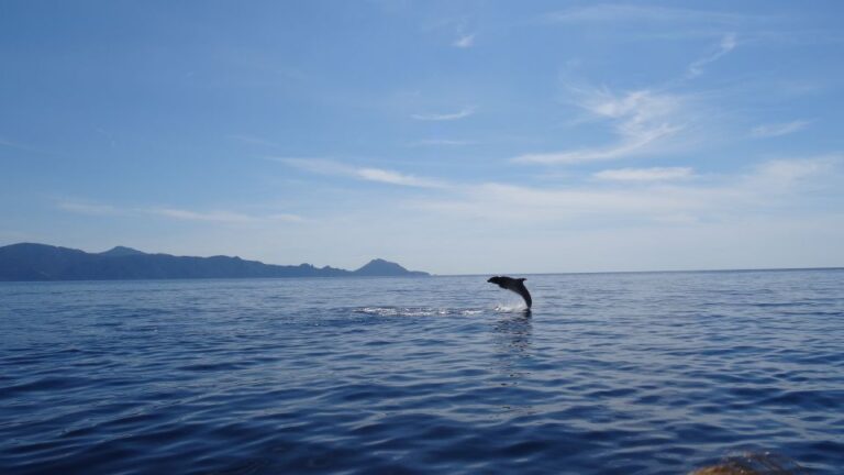 Porto: Half-Day Cruise Scandola Reserve & Calanche De Piana