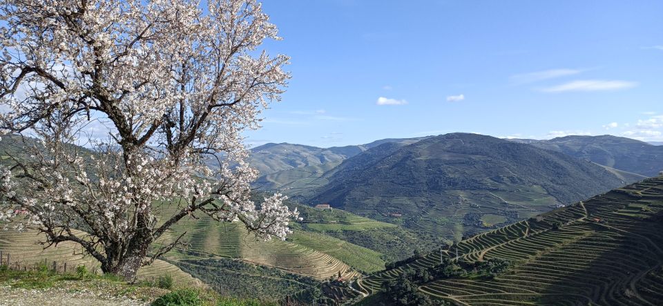 Private Douro Wine Tour - Tour Overview