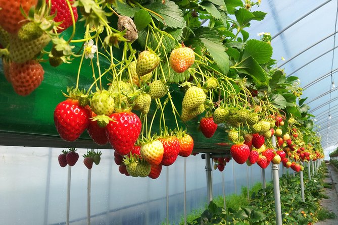 [Private Tour] Organic Strawberry Farm & Nami Island & Petite France