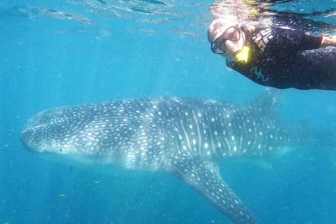 Reduced Group Whale Shark Tour - Tour Details