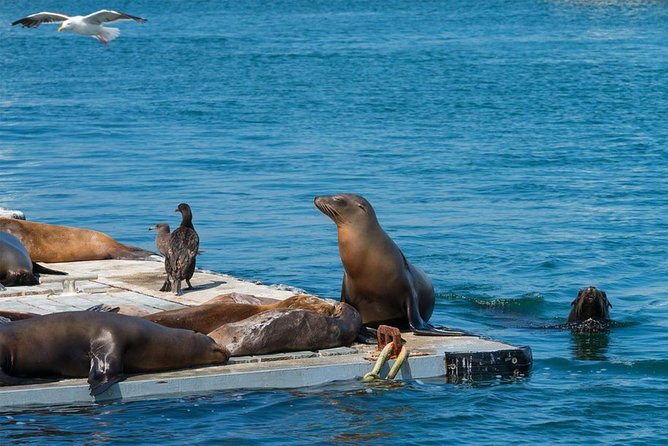 San Diego Shore Excursion: San Diego Seal Tour