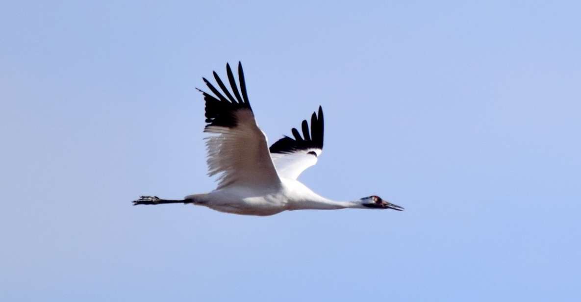 Saskatoon, Canada: 8-Hour Tour to View Whooping Cranes - Tour Details