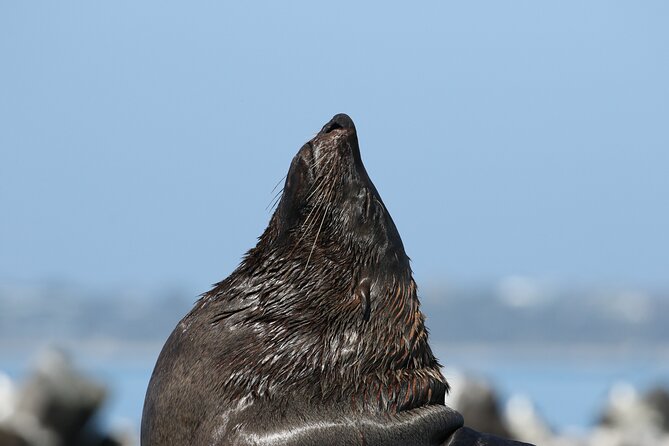 Seal and Dolphin Watching Eco Boat Cruise Mornington Peninsula - Mornington Peninsula Cruise Details