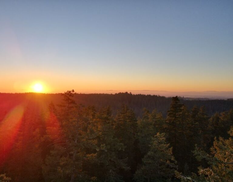 Silver Falls State Park: Tree Climbing Sunset Tour