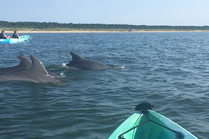 Small Group Dolphin Kayak Eco-Tour