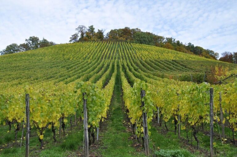 Small Group Guided Tour Champagne by Van Meet Local Producer