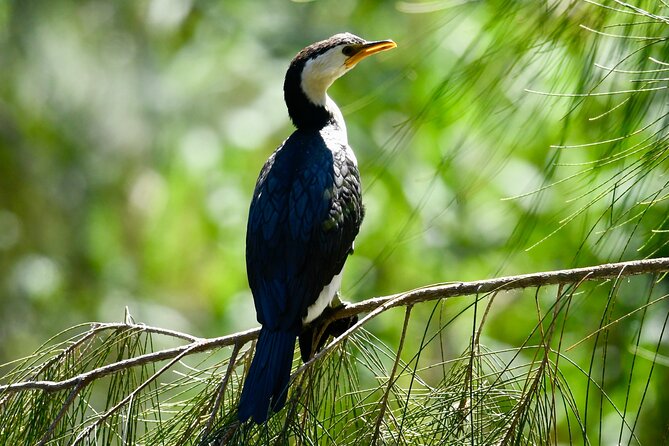 Small-Group Half-Day Birdwatching Tour in Sydney - Getting Ready for the Tour