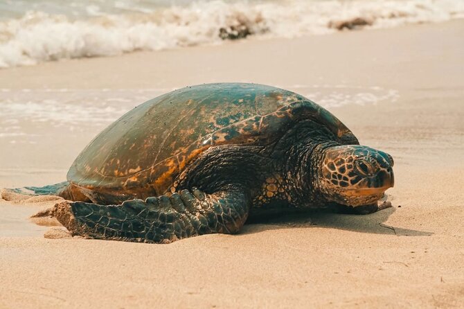 Small Group North Shore Circle Island Tour Oahu - Tour Information