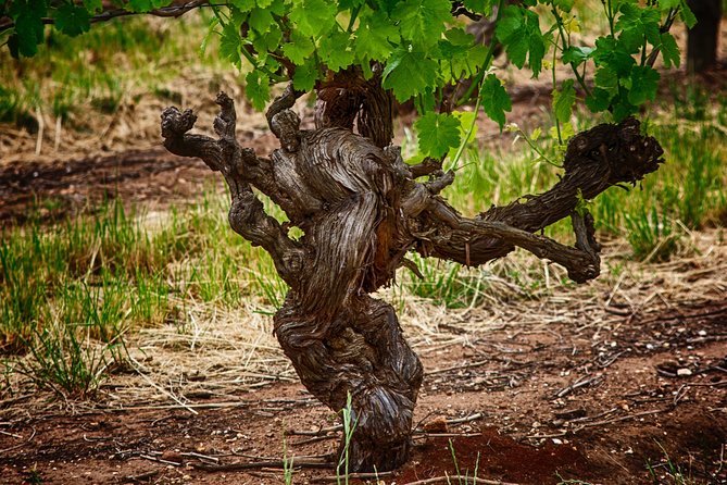 Small Tour Barossa Valley Voyager Tour From Adelaide