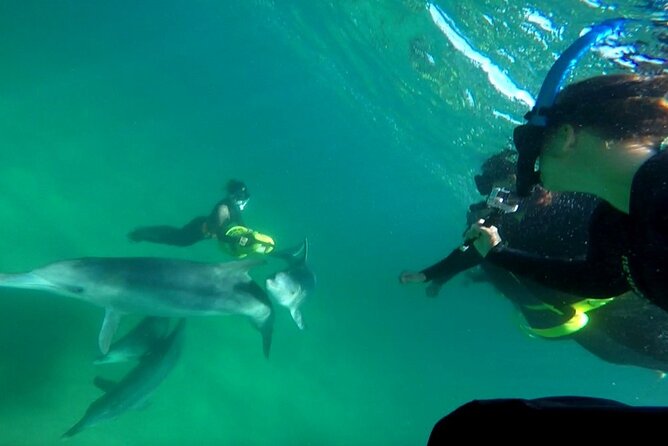 Swim With Wild Dolphins Day Tour - Tour Highlights and Features