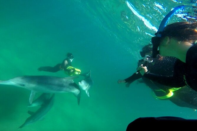 Swim With Wild Dolphins Day Tour