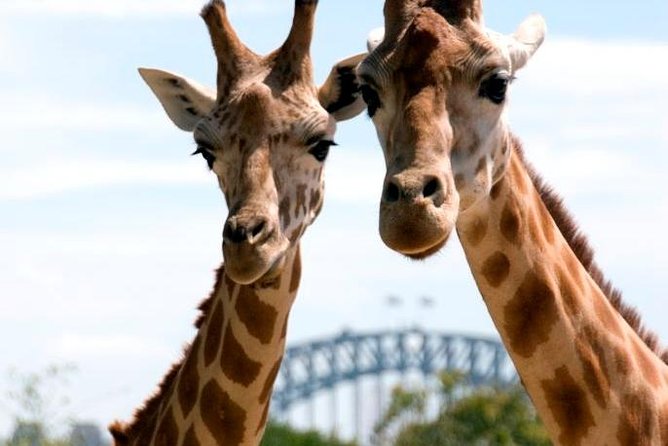 Sydney Harbour Ferry With Taronga Zoo Entry Ticket