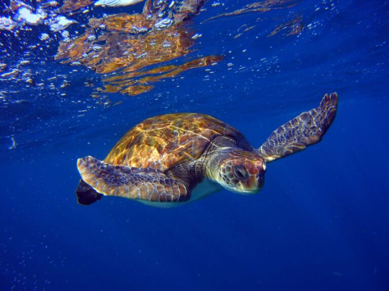 Tenerife: 3-Day Open Water Scuba Diver Course