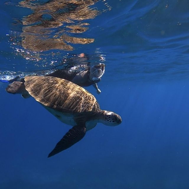 Tenerife: Turtle Bay Snorkel Discovery With Video