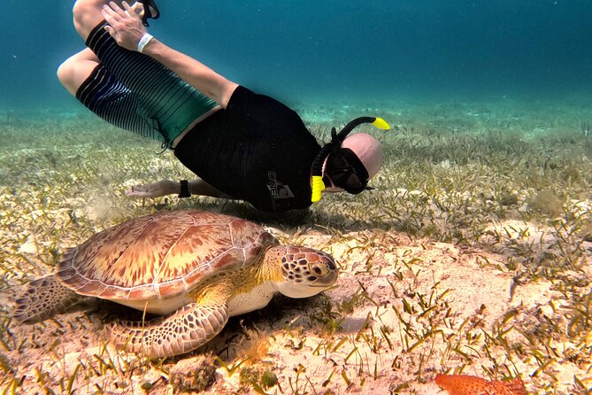 The Cozumel Turtle Sanctuary Snorkel Tour - Tour Meeting Details