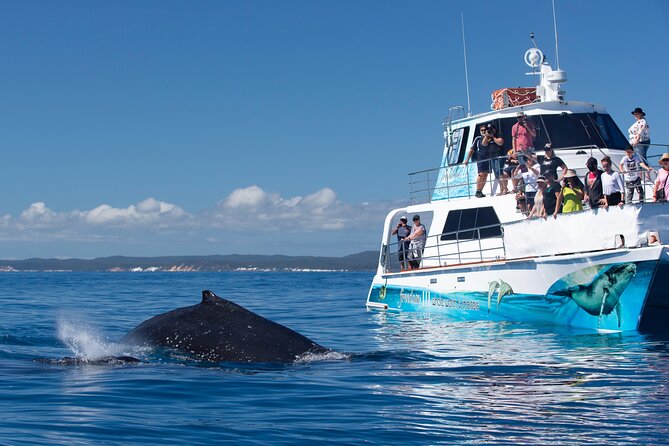 Three-Quarter Day Hervey Bay Premium Whale Watching Cruise