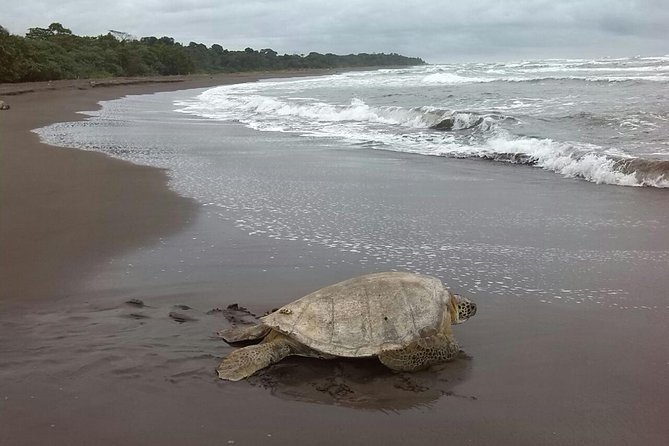 Turtle Tour in Costa Ricas Tortuguero National Park